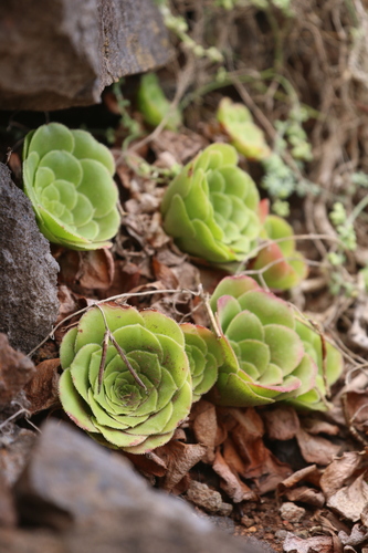 Image of Aeonium glandulosum by no rights reserved