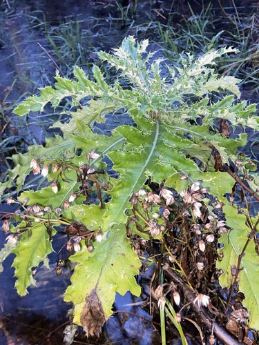 Dirvinė usnis nuotrauka