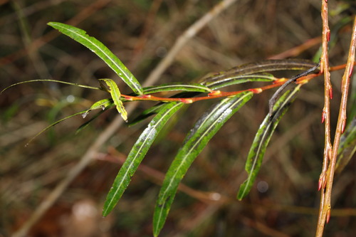 Image of Salix eleagnos by no rights reserved