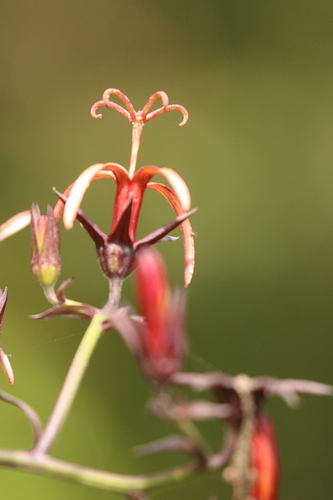 Musschia wollastonii, photograph 6