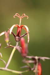 Musschia wollastonii, photograph author not stated, no rights reserved