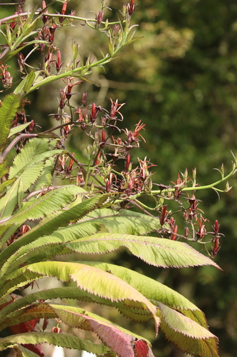 Musschia wollastonii, photograph 5