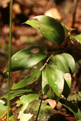 Ruscus streptophyllus, photograph 6