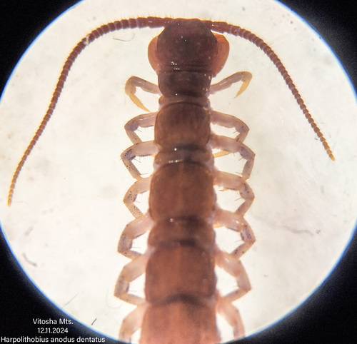 Harpolithobius