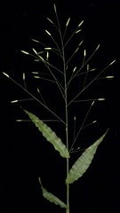 Megastachya mucronata