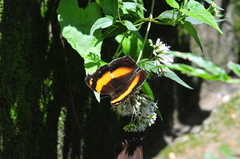 Yoma sabina podium