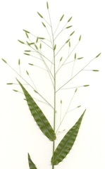 Megastachya mucronata