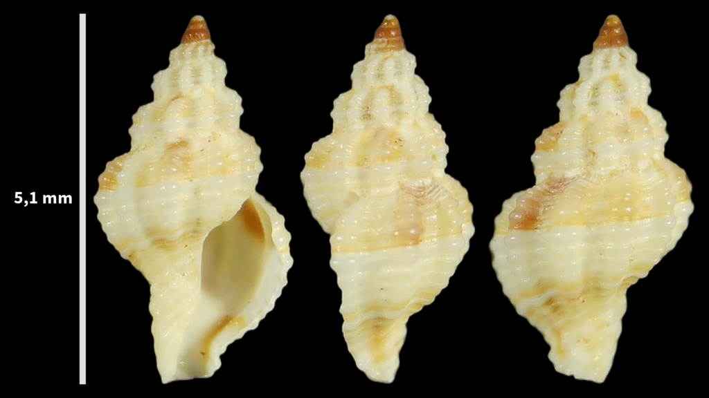 Leufroyia leufroyi