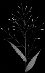 Megastachya mucronata