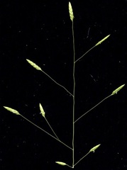 Megastachya mucronata