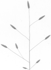 Megastachya mucronata