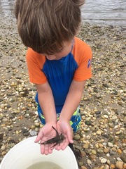 Dactylopterus volitans