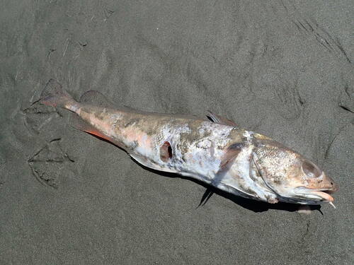 Hoka (Pseudophycis bachus) — Moridae