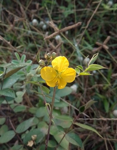 Coffee Senna (Senna occidentalis)
