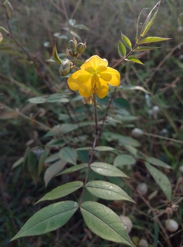 Frijolillo (Senna) (Senna occidentalis)