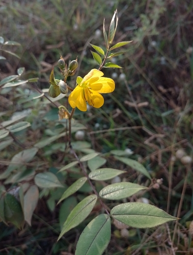 Frijolillo (Senna) (Senna occidentalis)