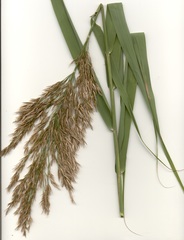 Phragmites mauritianus