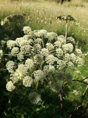 Angelica archangelica