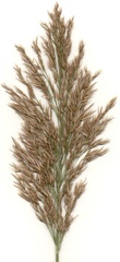 Phragmites mauritianus