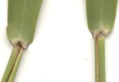 Phragmites mauritianus
