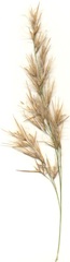 Phragmites mauritianus