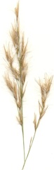 Phragmites mauritianus