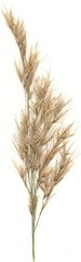 Phragmites mauritianus