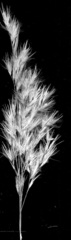 Phragmites mauritianus