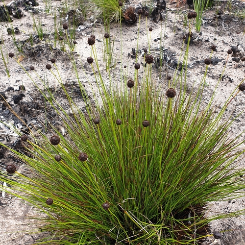 Image of Xyris ustulata by (c) Shelomi Doyle, some rights reserved (CC BY)