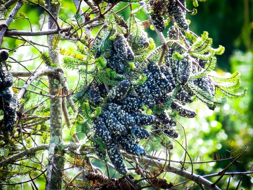 Image of Abies guatemalensis by no rights reserved