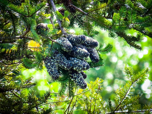 Image of Abies guatemalensis by no rights reserved