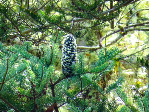 Image of Abies guatemalensis by no rights reserved