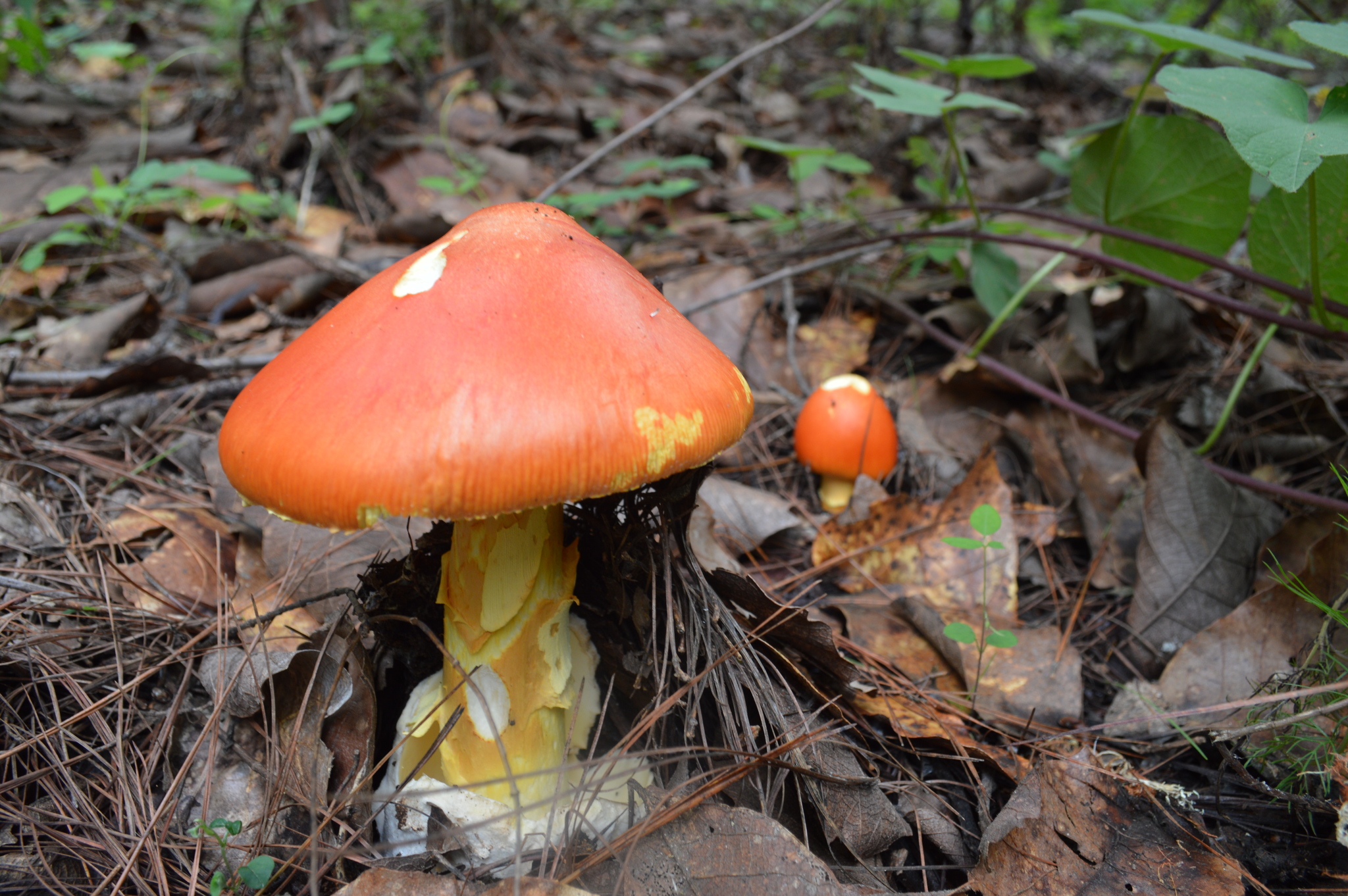 Amanita caesarea image
