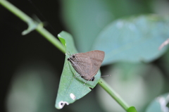 Rapala varuna formosana