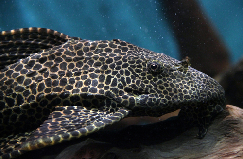 Sailfin Catfishes