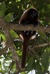Callicebus personatus