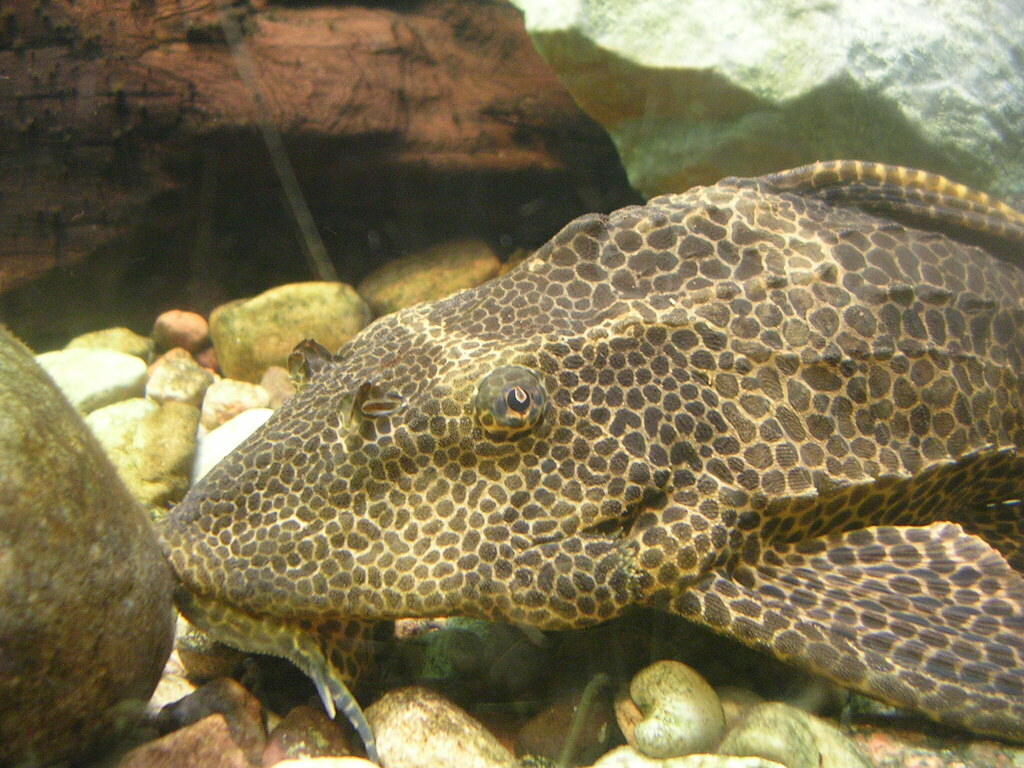 Sailfin Catfishes