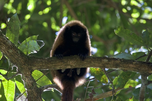 Callicebus personatus