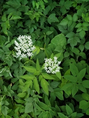 Aegopodium podagraria