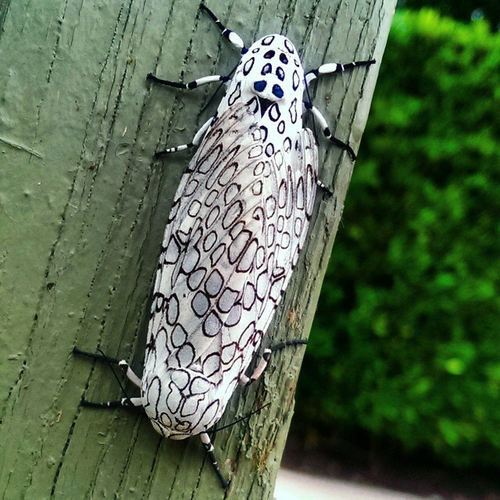 Giant Leopard Moth, photo 10 of 10