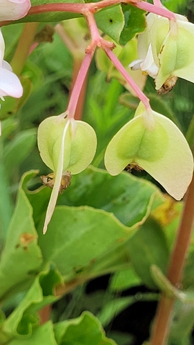 Begonia cucullata