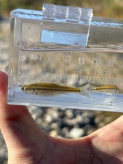 Manantial Roundnose Minnow photo 2