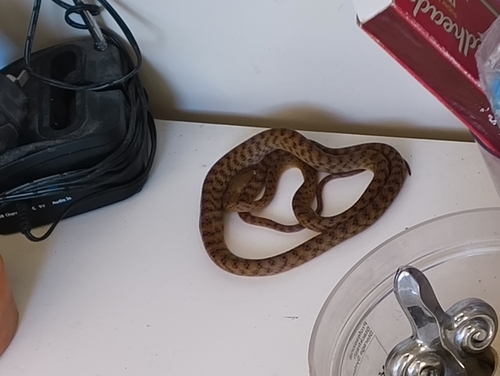 Brown Tree Snake sighting