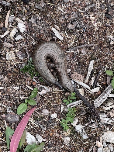 She-oak Slender Bluetongue