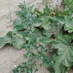 Chenopodium album