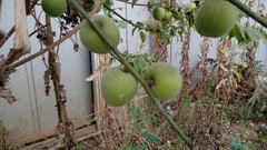 Crescentia alata