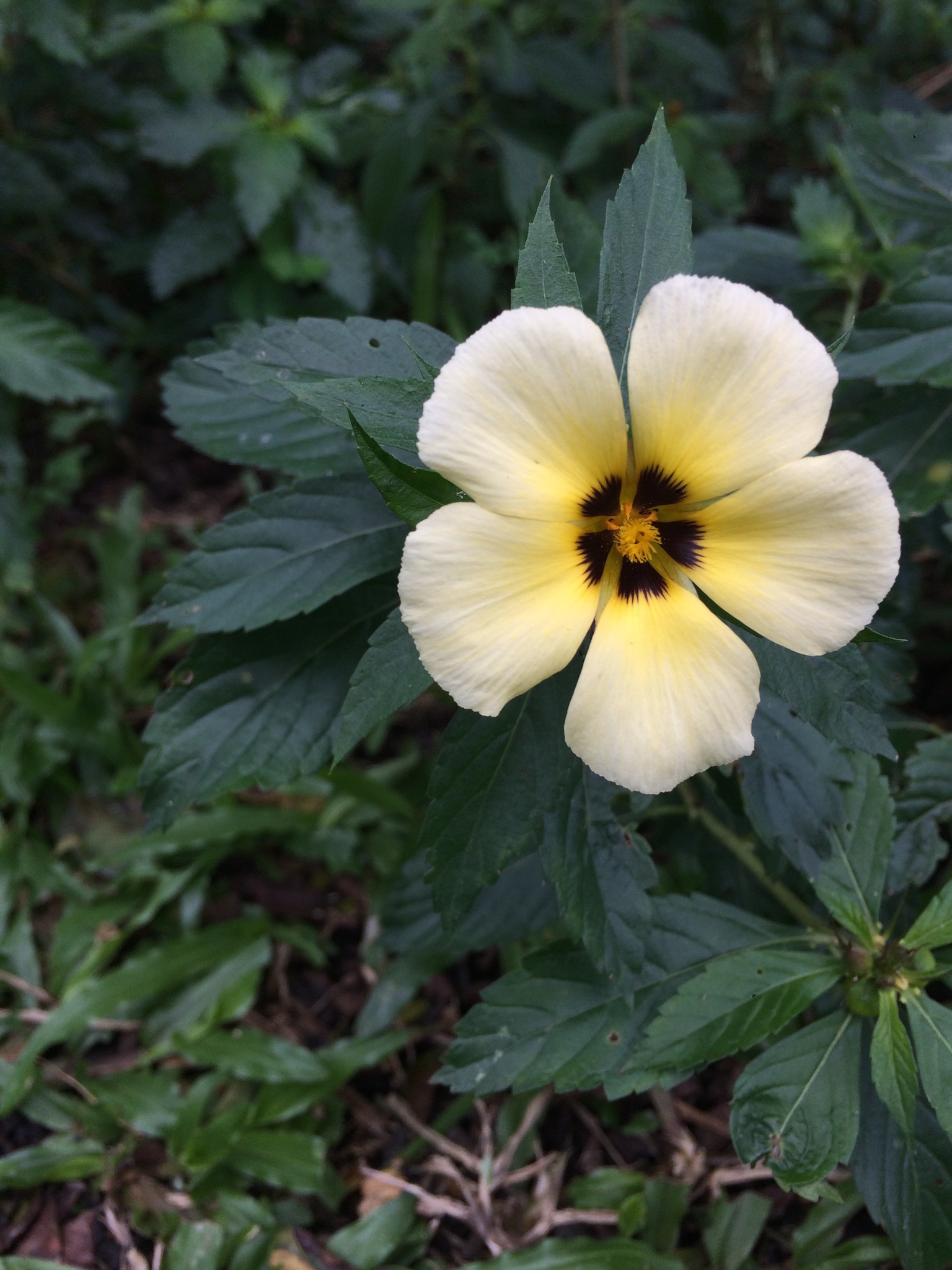 Turnera subulata