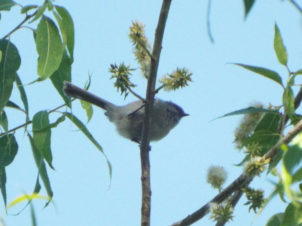 Bushtit (Interior)
