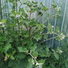 Arctium tomentosum