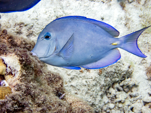 Atlantic Blue Tang
